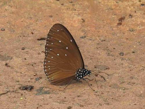 Euploea sp.